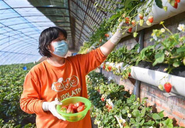 北京市昌平區興壽鎮鄉都草莓種植園的生態草莓迎來銷售旺季